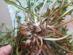 Pyrrhopappus grandiflorus