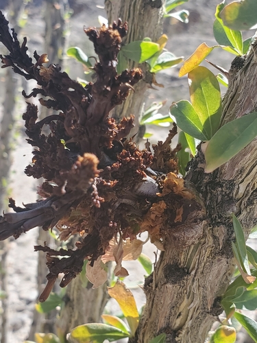 Fouquieria splendens