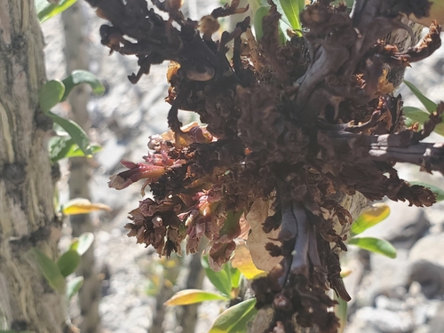 Fouquieria splendens