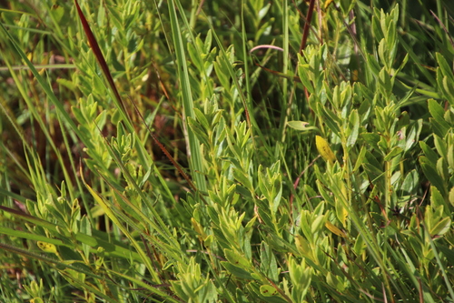 Morella brevifolia image