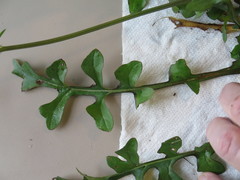Pyrrhopappus grandiflorus