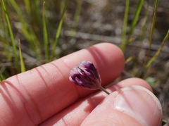 Trifolium dichotomum