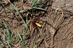Trogus flavipennis