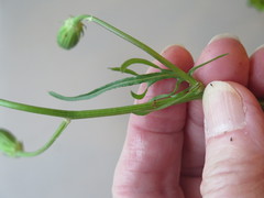 Pyrrhopappus grandiflorus