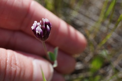Trifolium dichotomum