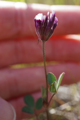 Trifolium dichotomum