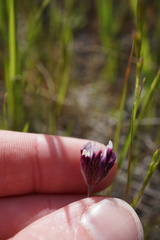Trifolium dichotomum