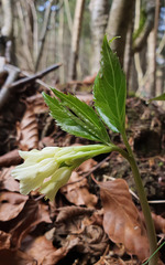 Cardamine enneaphyllos