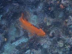 Bodianus eclancheri