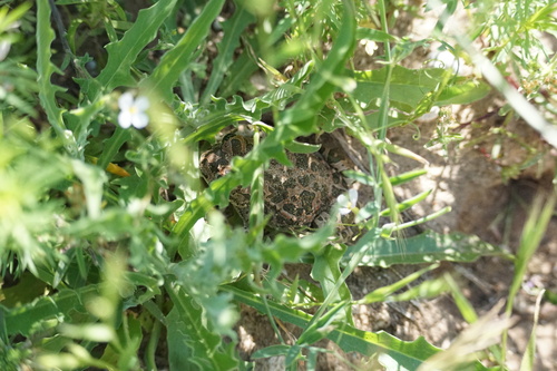 African Green Toad