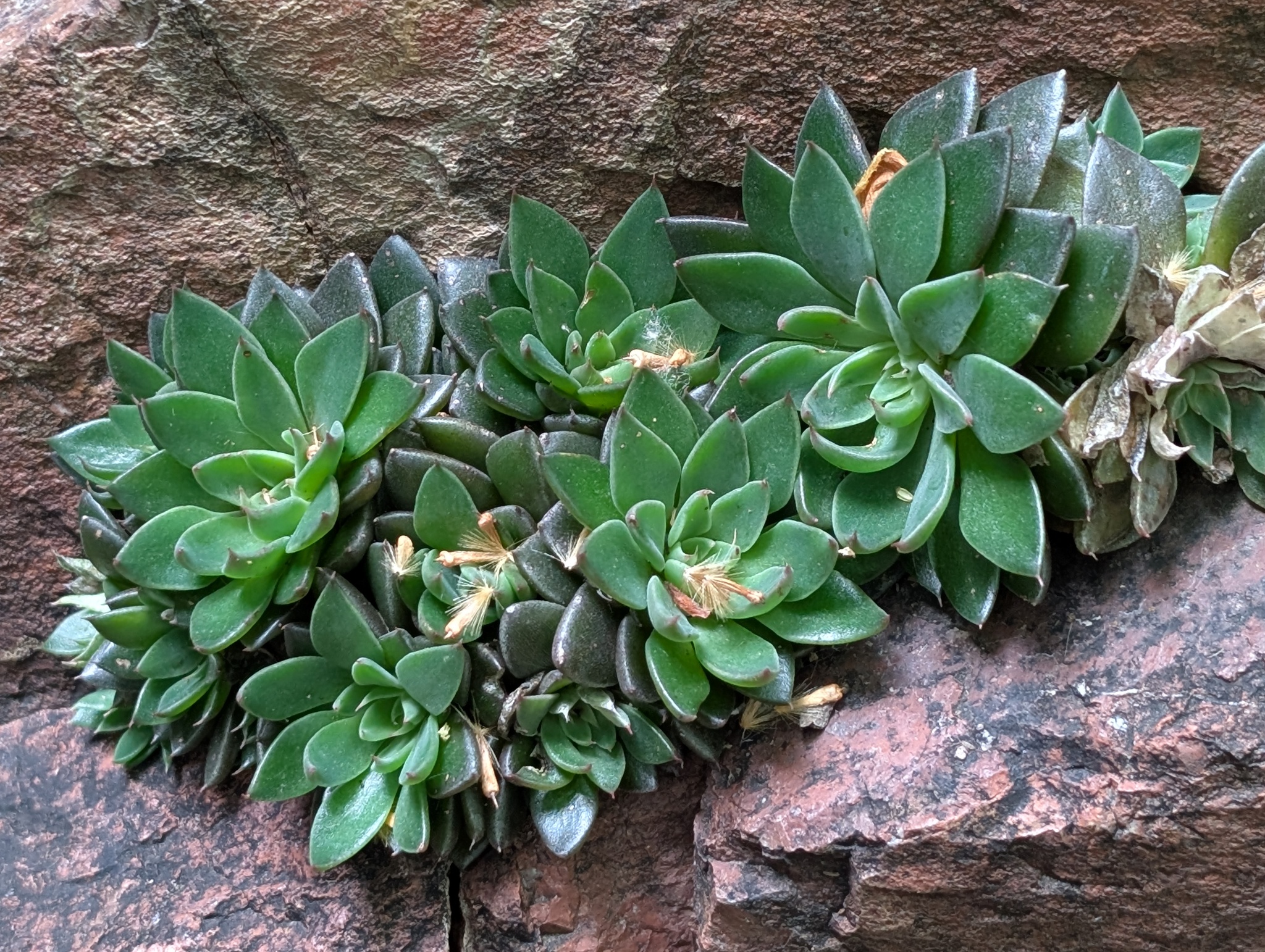Imagem de Graptopetalum rusbyi