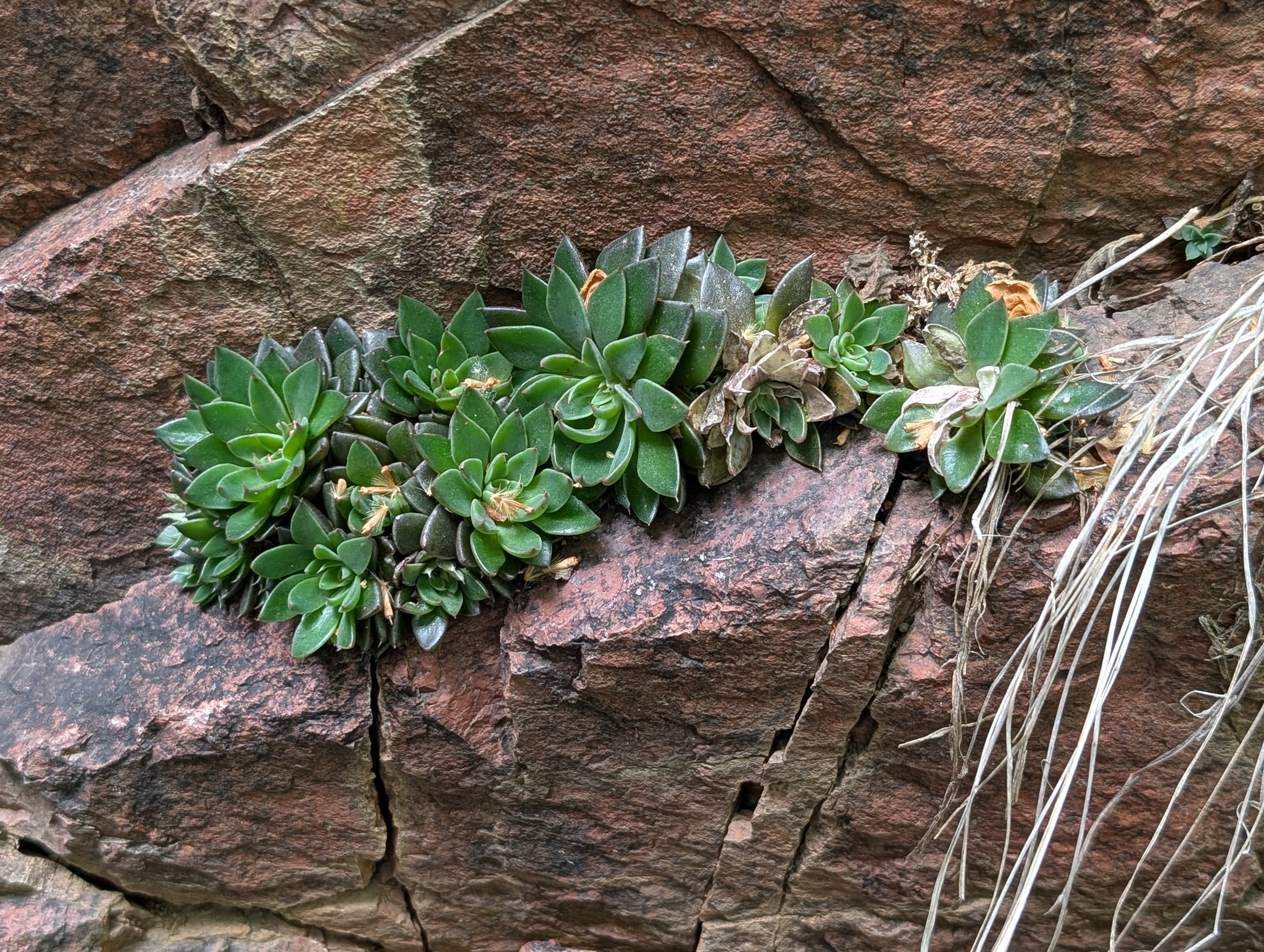 Imagem de Graptopetalum rusbyi
