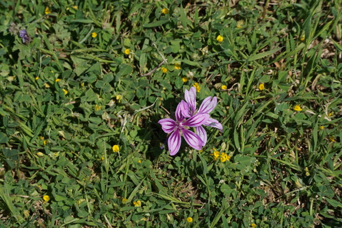 Common Mallow