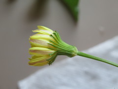 Pyrrhopappus grandiflorus