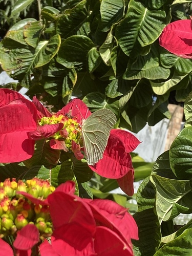 White Angled-Sulphur