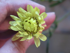 Pyrrhopappus grandiflorus