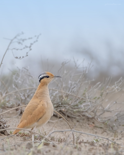 Foto de Cream-colored Courser