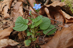 Omphalodes verna