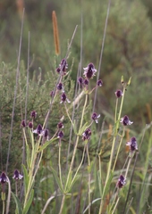 Coleus kirkii image