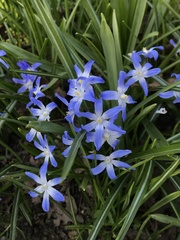 Scilla forbesii