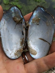 Sagittunio subrostratus