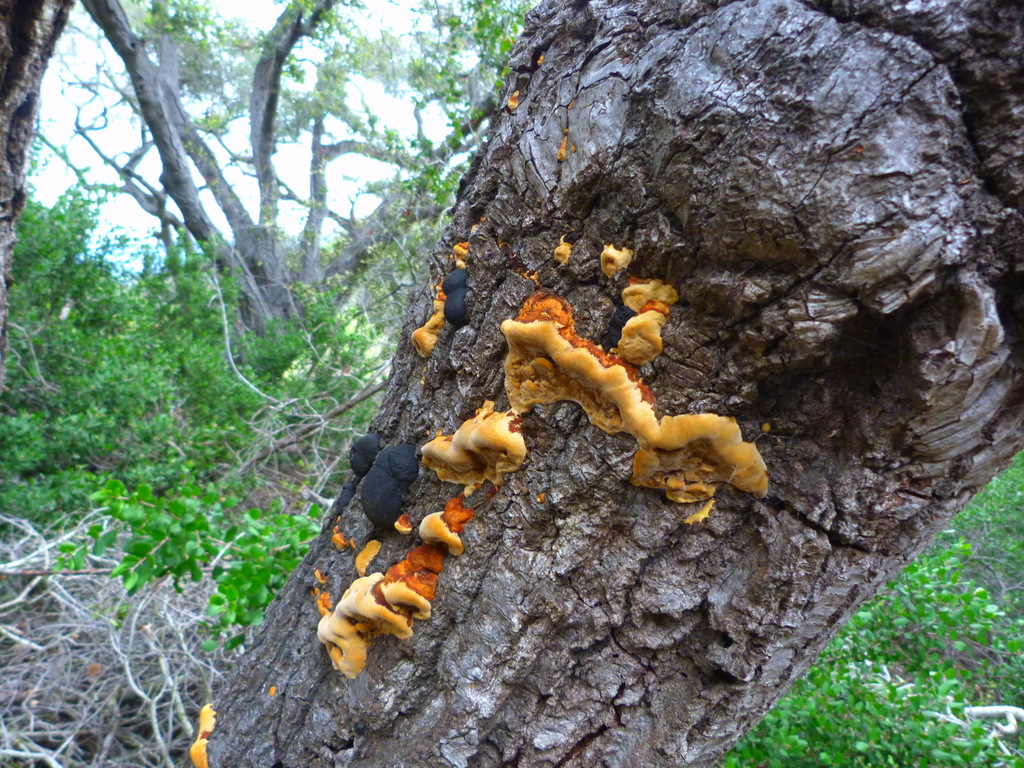 Mustard Yellow Polypore (Fungi of southern Africa) · iNaturalist