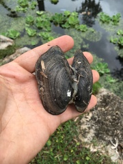 Sagittunio subrostratus