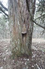 Pyrofomes demidoffii