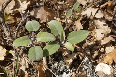 Salvia tomentosa