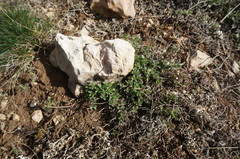 Veronica capsellicarpa