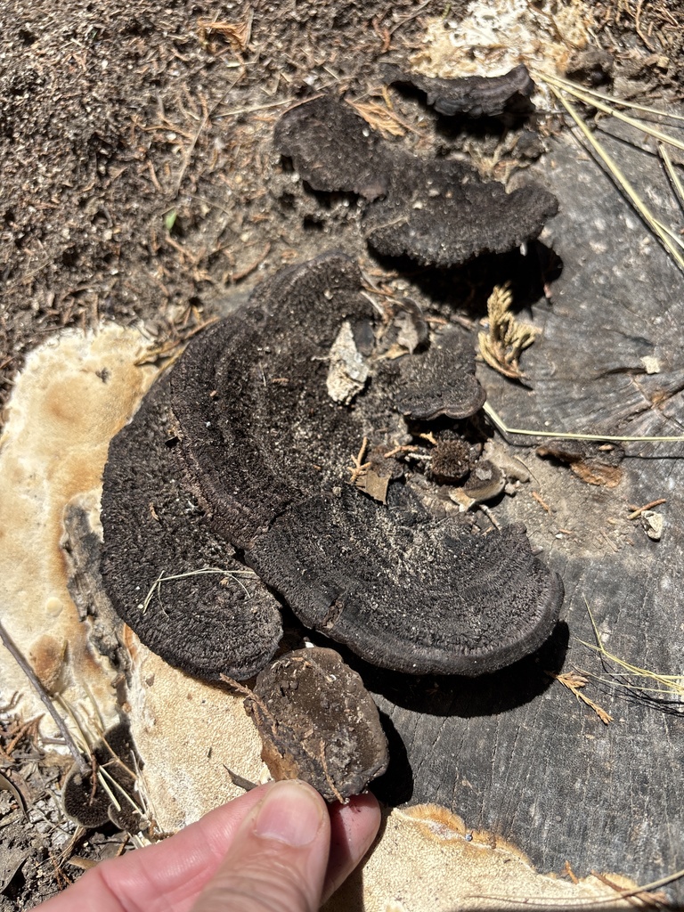 Hexagonia hydnoides · April 2026 · photo: © sambiology (iNaturalist, cc-by)