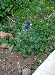 Lupinus pilosus