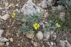 Alyssum calycocarpum