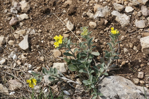 Alyssum calycocarpum