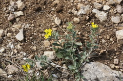 Alyssum calycocarpum