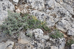 Astragalus rupifragus