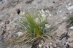Asphodeline taurica