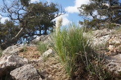 Asphodeline taurica