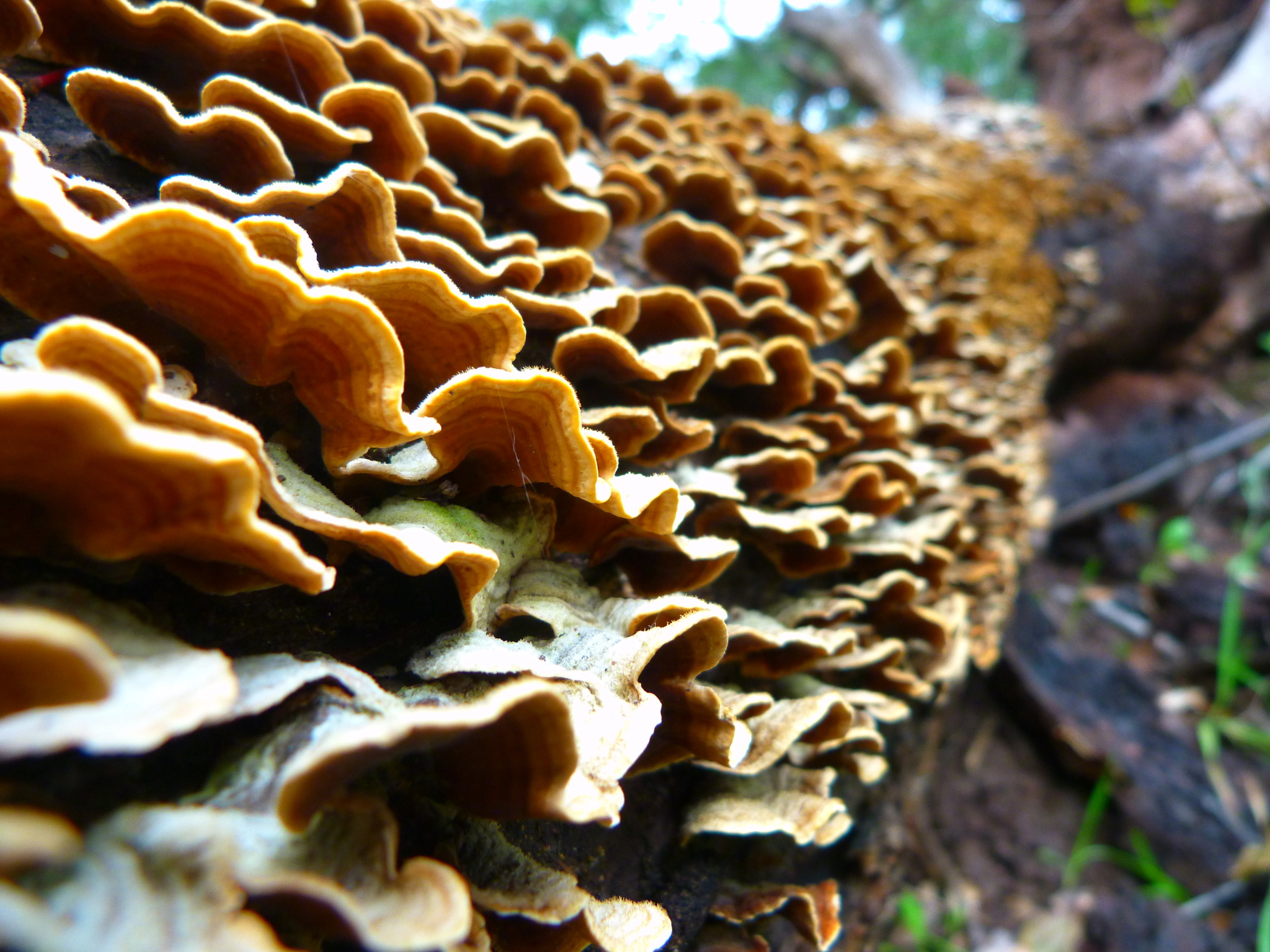 Stereum hirsutum image