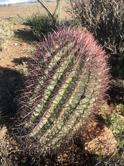 Ferocactus gracilis gracilis
