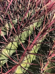 Ferocactus gracilis gracilis