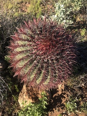 Ferocactus gracilis gracilis
