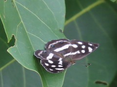 Dynamine postverta postverta