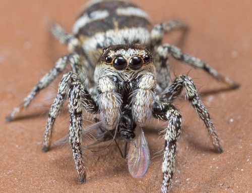 Zebra jumping spider