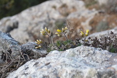 Draba cuspidata
