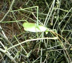 Acrometopa italica