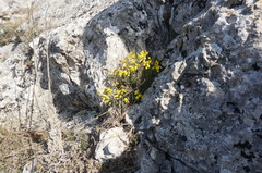 Draba cuspidata