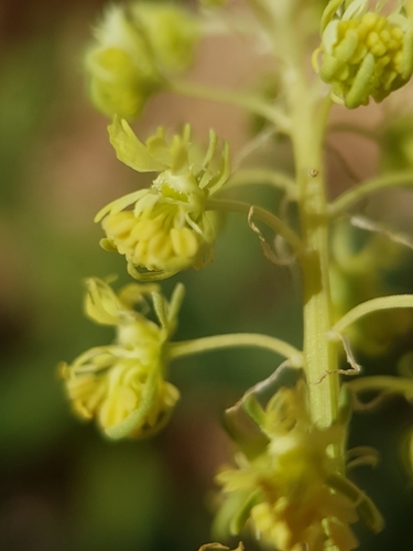 Wild Mignonette