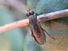 Diptera