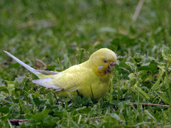 Melopsittacus undulatus domesticus